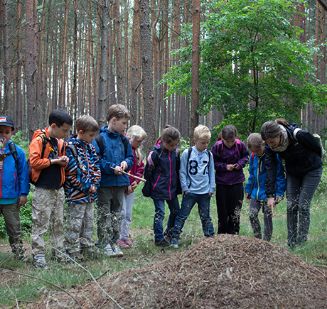 Waldsafari für Kitas und Schulklassen in Brandenburg